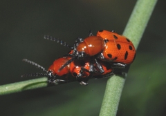 Crioceris duodecimpunctata