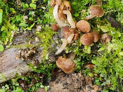 Candolleomyces typhae