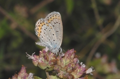 Plebejus argyrognomon