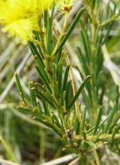 Acacia meiantha
