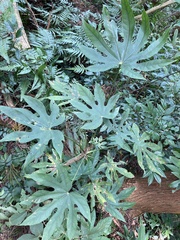 Fatsia polycarpa