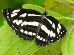 Neptis hylas