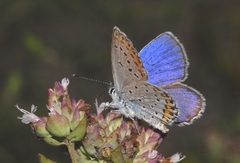 Plebejus argyrognomon
