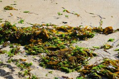 Saccorhiza polyschides