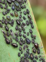 Schizaphis scirpi