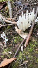 Clavaria fragilis