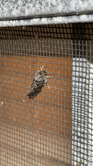 Acrolophus arcanella