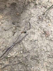 Microhodotermes viator