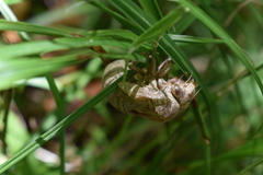 Lyristes plebejus