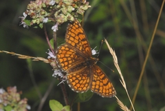 Melitaea celadussa
