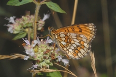 Melitaea celadussa