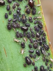 Schizaphis scirpi