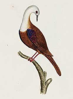 Norfolk Ground Dove photo