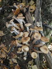 Armillaria borealis