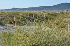 Ammophila arenaria