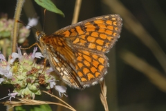 Melitaea celadussa