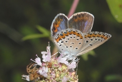 Plebejus argyrognomon
