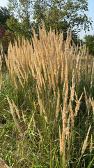 Calamagrostis epigejos