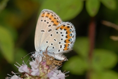 Plebejus argyrognomon