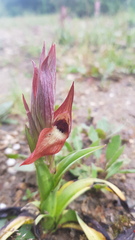 Serapias vomeracea