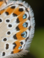 Plebejus argyrognomon