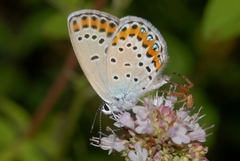 Plebejus argyrognomon