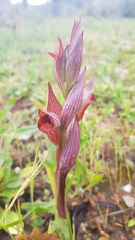 Serapias vomeracea