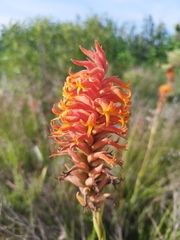 Dichromanthus cinnabarinus