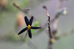 Jamesbrittenia atropurpurea