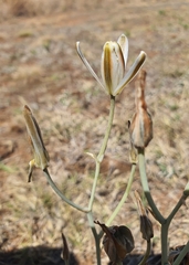 Albuca setosa