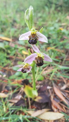 Ophrys apifera