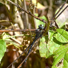 Aeshna tuberculifera