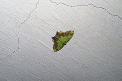 Agathia hemithearia
