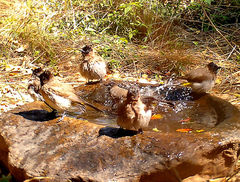 Pycnonotus barbatus layardi