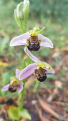 Ophrys apifera