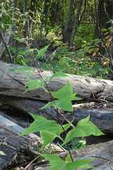 Parasenecio hastatus