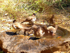 Pycnonotus barbatus layardi
