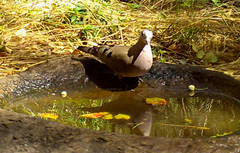 Turtur chalcospilos