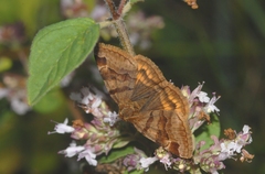 Euclidia glyphica