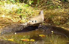 Turtur chalcospilos