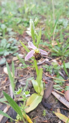 Ophrys apifera