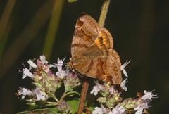 Euclidia glyphica