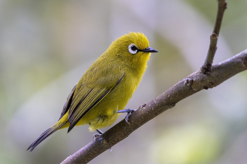 Green White-eye