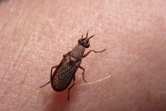 Coremacera marginata