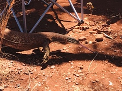 Varanus panoptes rubidus