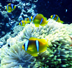 Amphiprion bicinctus