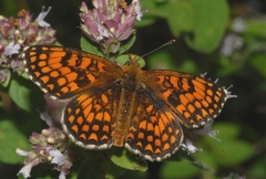 Melitaea celadussa