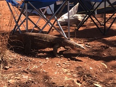Varanus panoptes rubidus