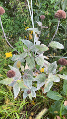 Monarda fistulosa