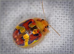 Paropsisterna nobilitata